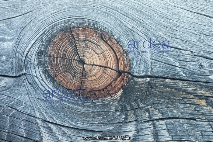 : Lodgepole Pine : Lodgepole Pine