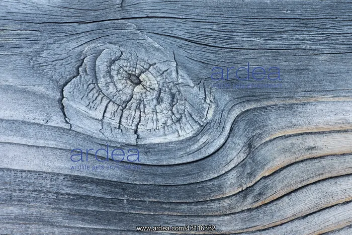 : Lodgepole pine : Lodgepole pine