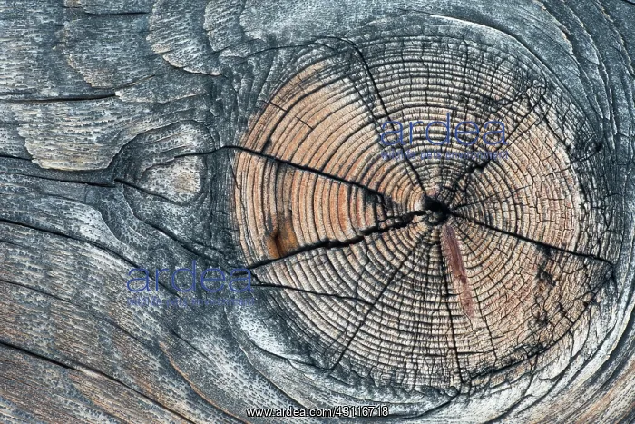 : Lodgepole Pine : Lodgepole Pine