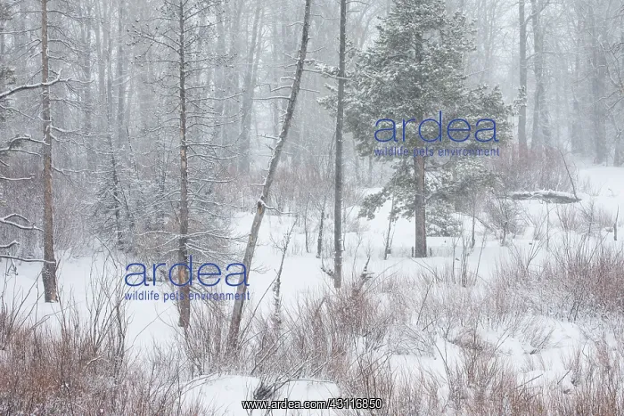 : Lodgepole Pine : Lodgepole Pine