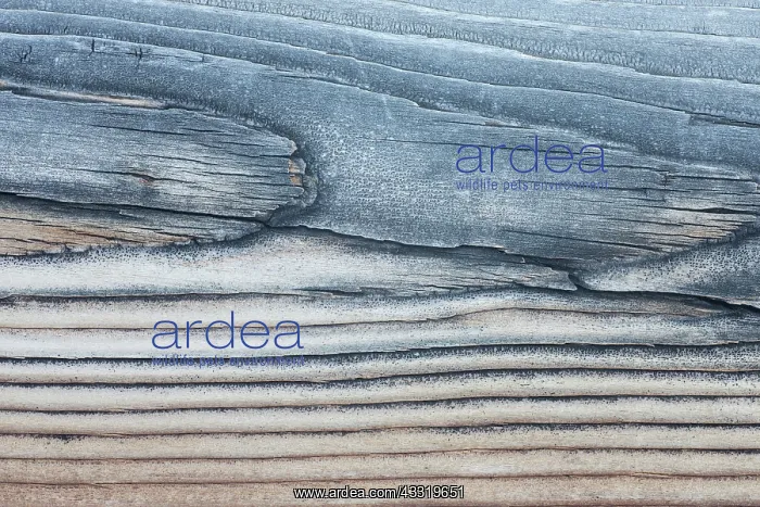 : Lodgepole Pine : Lodgepole Pine