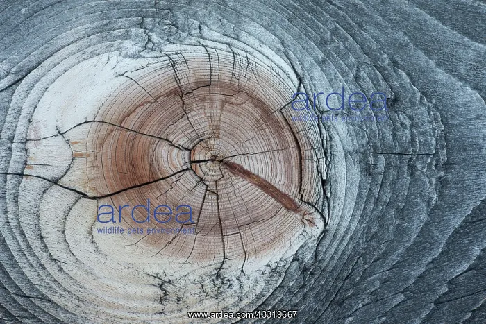 : Lodgepole Pine : Lodgepole Pine