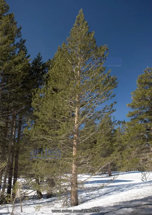 : Lodgepole Pine in native habitat; winter : Lodgepole Pine in native habitat; winter