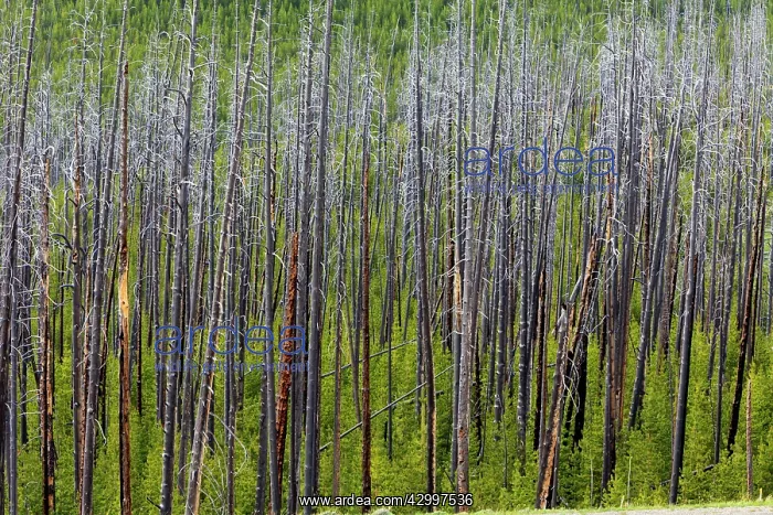 : Lodgepole Pine Trees regeneration after fire - Dunraven : Lodgepole Pine Trees regeneration after fire - Dunraven