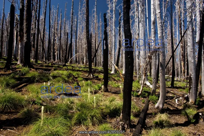 : Lodgepole Pines with Bear Grass, 5 years after fire : Lodgepole Pines with Bear Grass, 5 years after fire