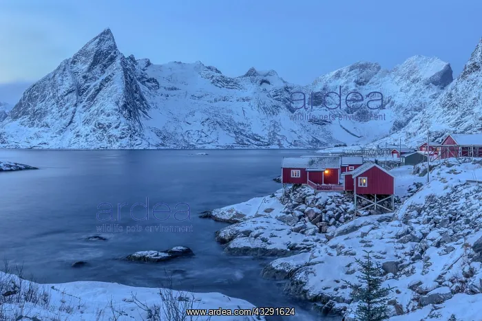 : Lofoten winter view - picturesque winter view of historic fi : Lofoten winter view - picturesque winter view of historic fi