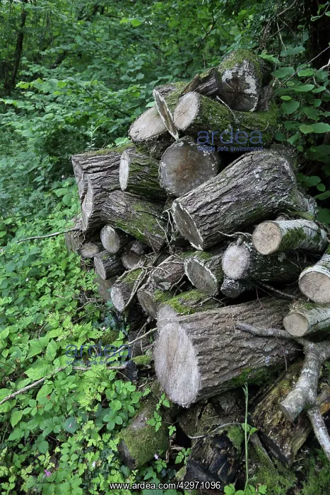  : Log Pile. Cornwall - UK