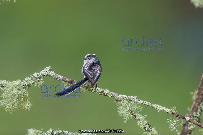  : Log Tailed Tit - on Lichen Covered Branch - UK