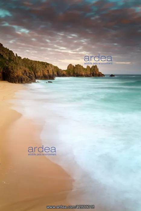 : Logan Rock and Pedn Vounder Beach - Sunset : Logan Rock and Pedn Vounder Beach - Sunset
