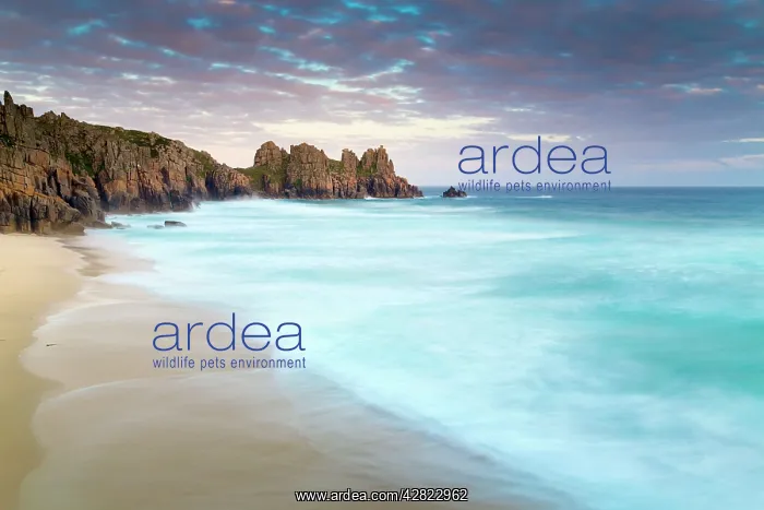 : Logan Rock and Pednvounder Beach - Sunset : Logan Rock and Pednvounder Beach - Sunset