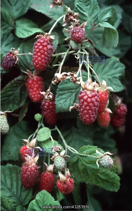 : LOGANBERRY - close-up of ripe fruits : LOGANBERRY - close-up of ripe fruits