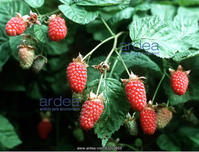 : Loganberry Thornless - Close up fruits : Loganberry Thornless - Close up fruits