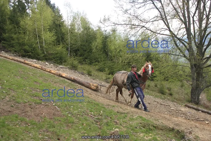  : Logger and his horse forwarder a spruce Apuseni Mountains
