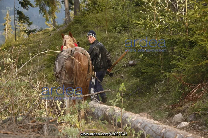 : Logger and his horse forwarder a spruce Apuseni Mountains : Logger and his horse forwarder a spruce Apuseni Mountains