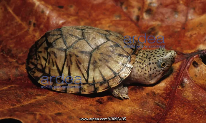  : Loggerhead Musk Turtle (Sternotherus minor)