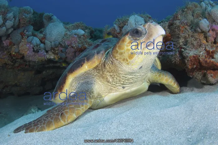 : Loggerhead Sea Turtle : Loggerhead Sea Turtle