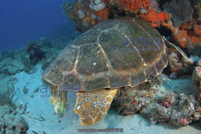 : Loggerhead Sea Turtle : Loggerhead Sea Turtle