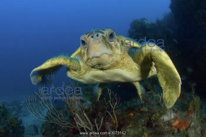 : Loggerhead Sea Turtle : Loggerhead Sea Turtle
