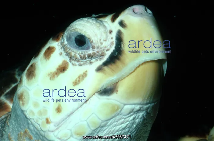 : Loggerhead Sea Turtle : Loggerhead Sea Turtle