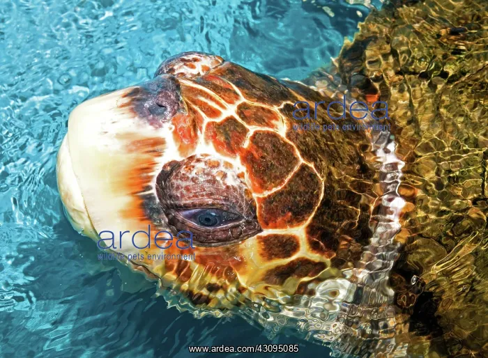 : Loggerhead Sea Turtle : Loggerhead Sea Turtle