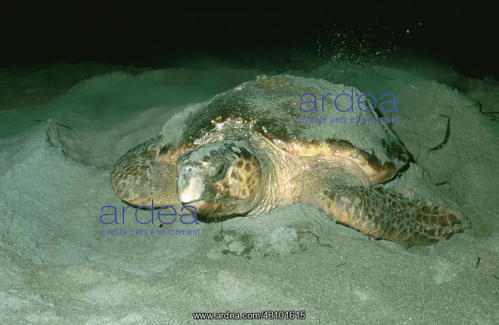 : Loggerhead Sea Turtle : Loggerhead Sea Turtle