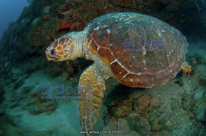 : Loggerhead Sea Turtle : Loggerhead Sea Turtle