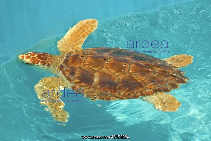 : Loggerhead Sea Turtle : Loggerhead Sea Turtle