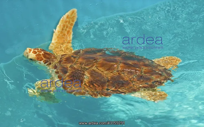 : Loggerhead Sea Turtle : Loggerhead Sea Turtle