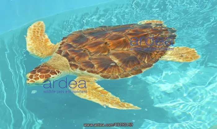 : Loggerhead Sea Turtle : Loggerhead Sea Turtle