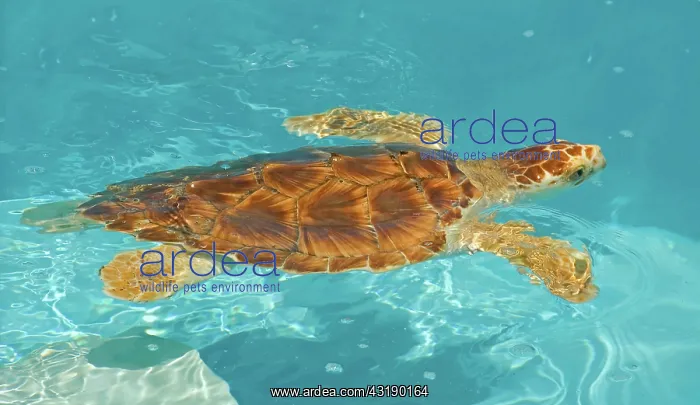 : Loggerhead Sea Turtle : Loggerhead Sea Turtle