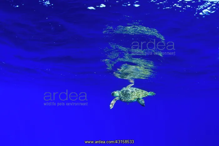 : Loggerhead sea turtle, Caretta caretta, Santa Maria : Loggerhead sea turtle, Caretta caretta, Santa Maria