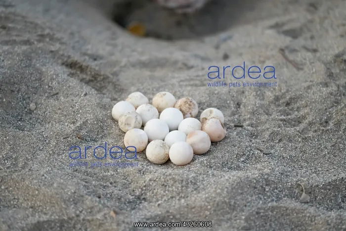 : Loggerhead sea turtle (Caretta caretta), nest examination : Loggerhead sea turtle (Caretta caretta), nest examination