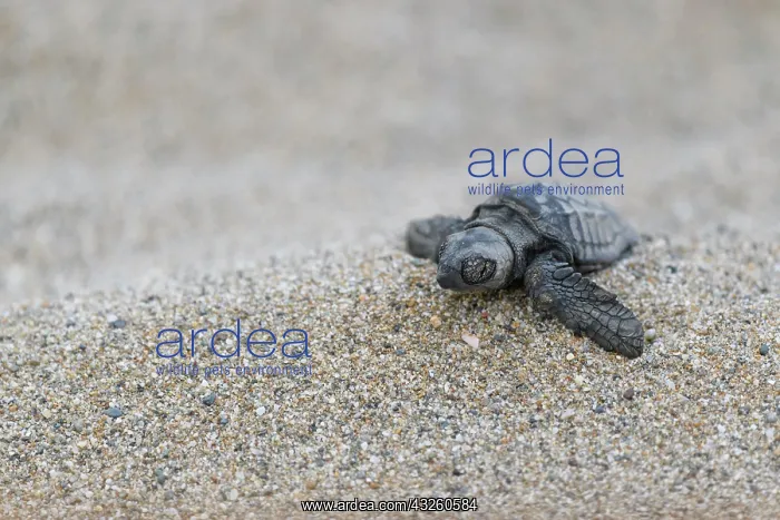 : Loggerhead sea turtle (Caretta caretta), hatchling : Loggerhead sea turtle (Caretta caretta), hatchling