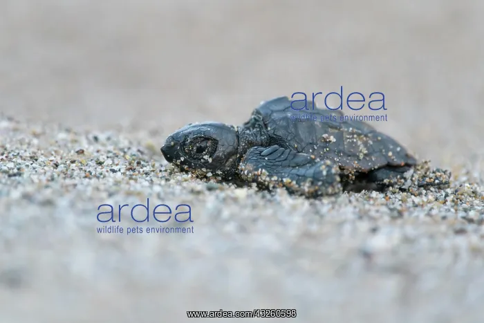  : Loggerhead sea turtle (Caretta caretta), hatchling