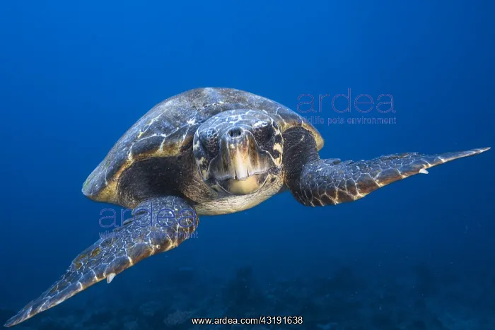: Loggerhead sea turtle (Caretta caretta), Mayotte : Loggerhead sea turtle (Caretta caretta), Mayotte