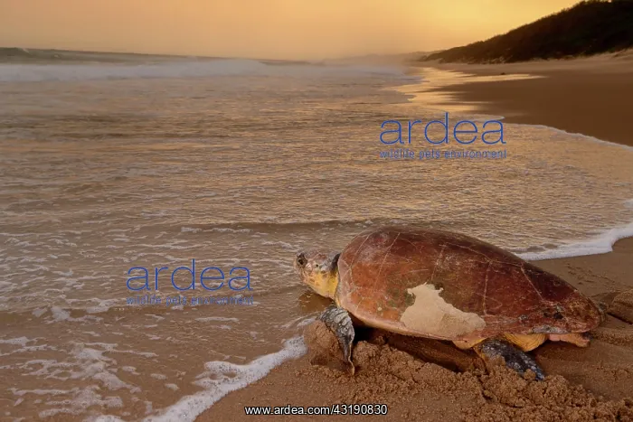 : Loggerhead sea turtle (Caretta caretta) returning : Loggerhead sea turtle (Caretta caretta) returning