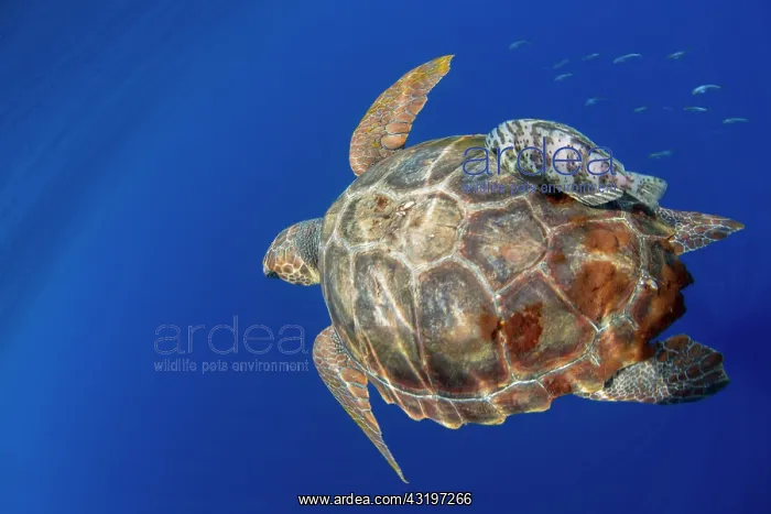 : Loggerhead sea turtle (Caretta caretta).Tenerife : Loggerhead sea turtle (Caretta caretta).Tenerife