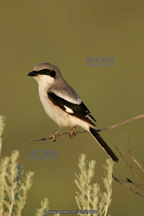 : Loggerhead shrike : Loggerhead shrike