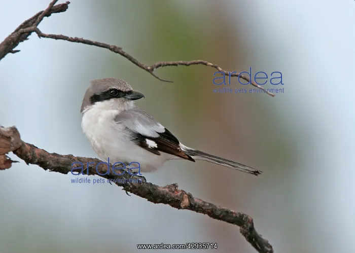 : Loggerhead Shrike : Loggerhead Shrike