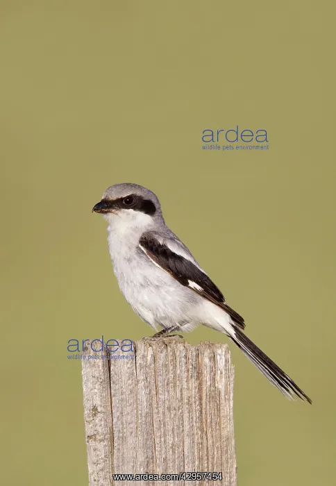 : Loggerhead Shrike : Loggerhead Shrike