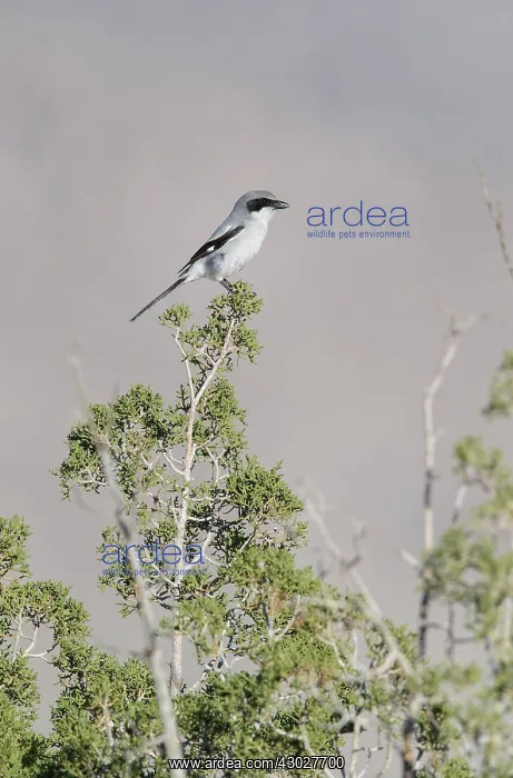  : Loggerhead Shrike