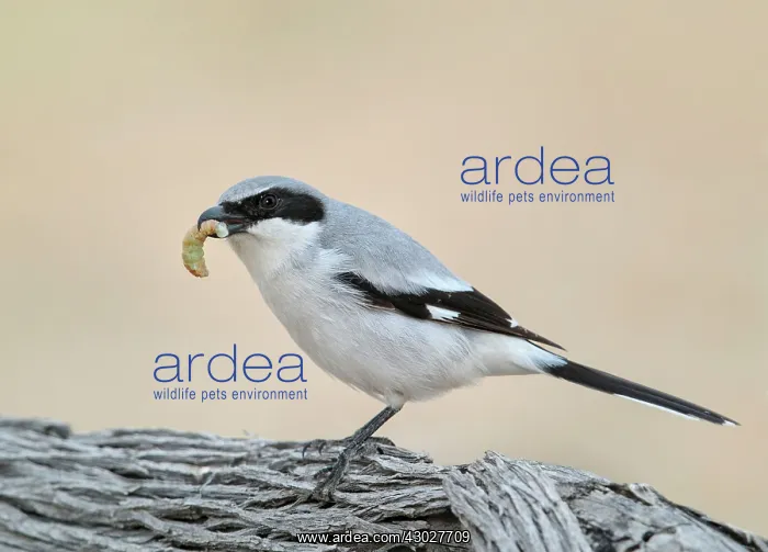  : Loggerhead Shrike