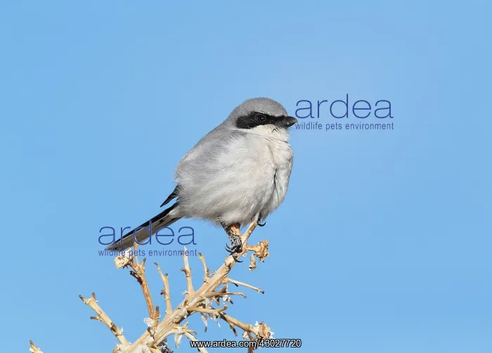 : Loggerhead Shrike : Loggerhead Shrike