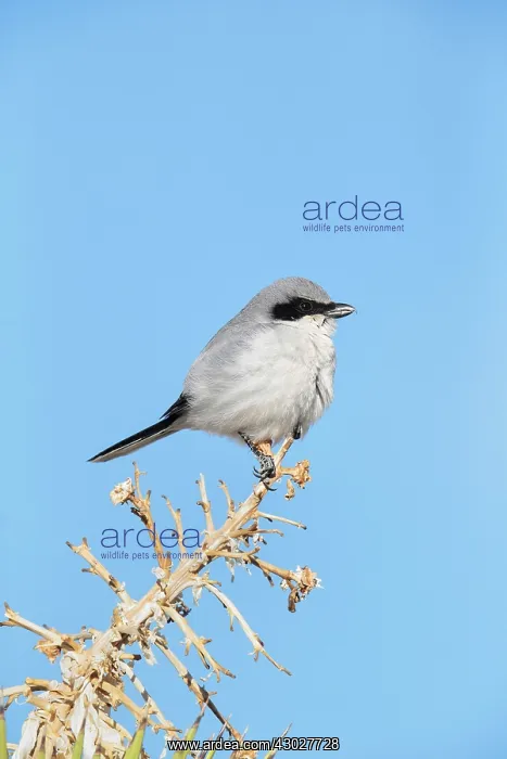  : Loggerhead Shrike