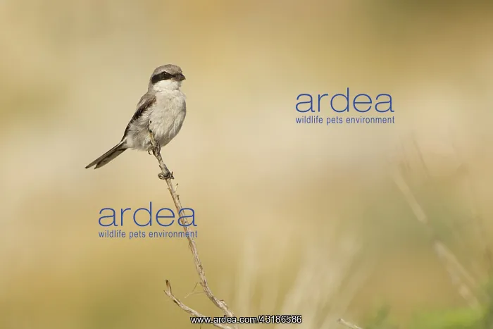 : Loggerhead Shrike : Loggerhead Shrike