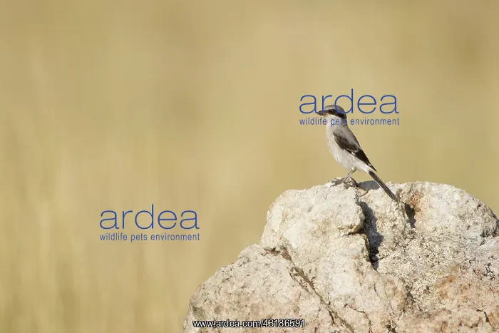 : Loggerhead Shrike : Loggerhead Shrike