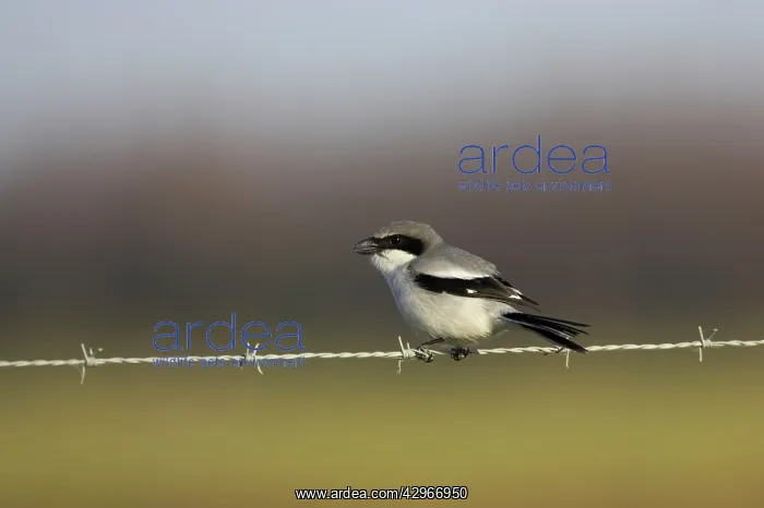  : Loggerhead Shrike - on barbed wire