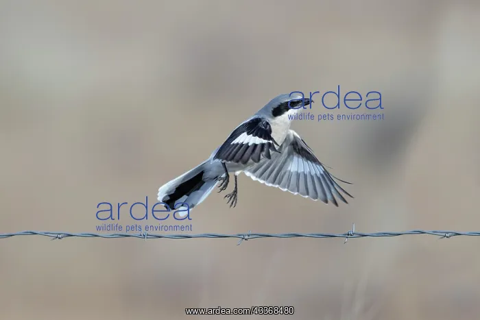 : Loggerhead Shrike - in flight in winter : Loggerhead Shrike - in flight in winter