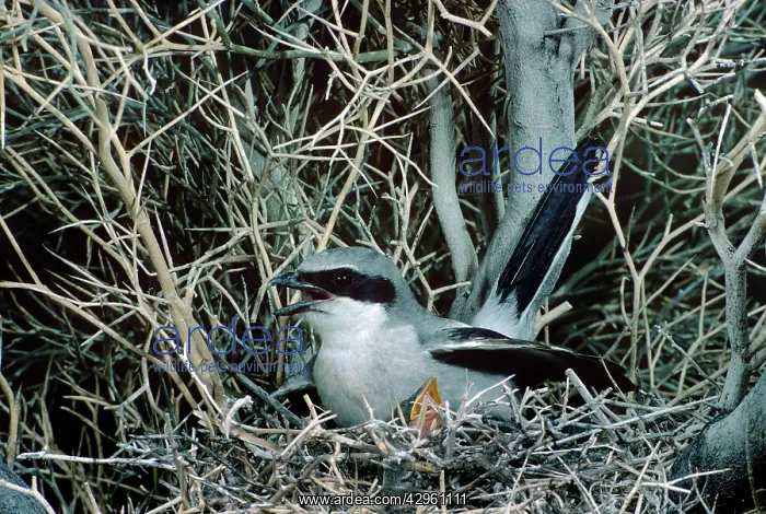 : Loggerhead Shrike - at nest : Loggerhead Shrike - at nest