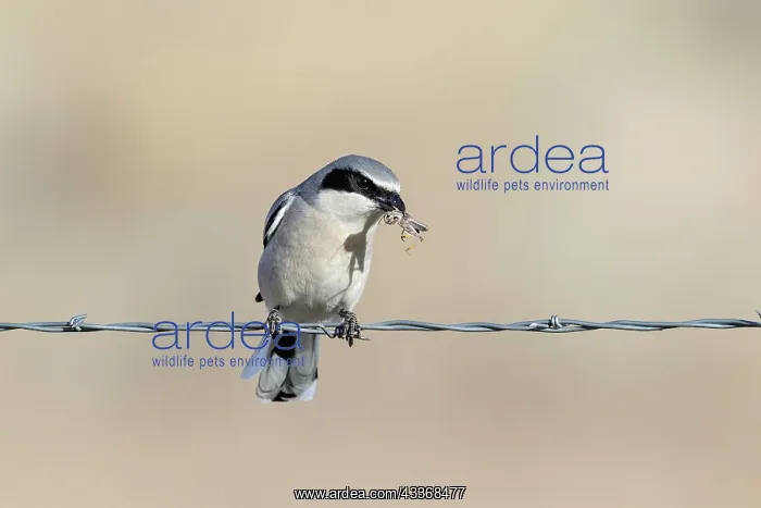 : Loggerhead Shrike - perched on barbed wire fence : Loggerhead Shrike - perched on barbed wire fence